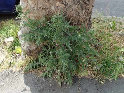 Cirsium vulgare, photographed by Daniel Cahen