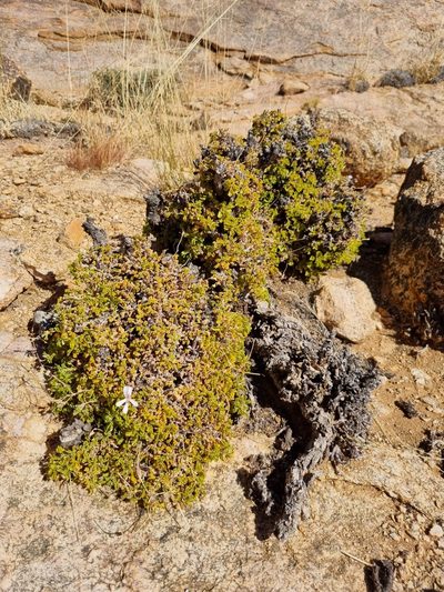 Pelargonium xerophyton, photographed by Marc Fradera-Soler