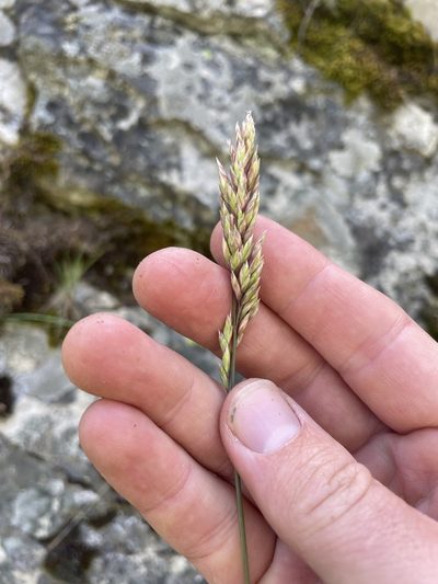 Poa fendleriana, photographed by crothfels