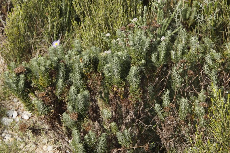 Athanasia crithmifolia, photographed by Tony Rebelo