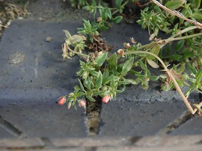 Lysimachia arvensis, photographed by Daniel Cahen