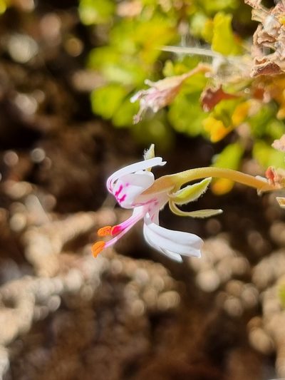 Pelargonium xerophyton, photographed by Marc Fradera-Soler