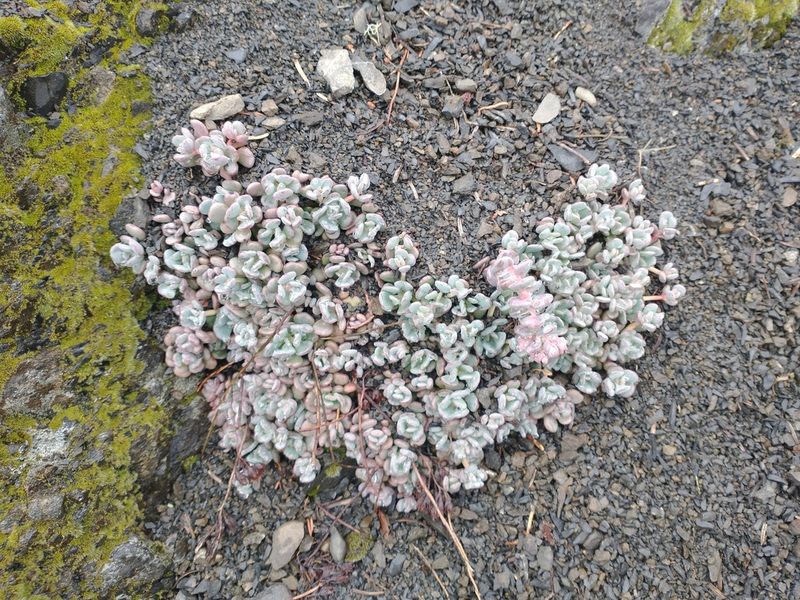 Sedum flavidum, photographed by Drew Meyer