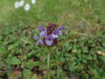 Prunella vulgaris, photographed by Daniel Cahen