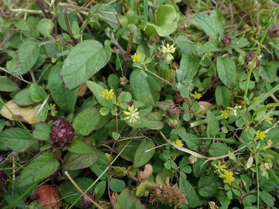 Trifolium dubium, photographed by Daniel Cahen