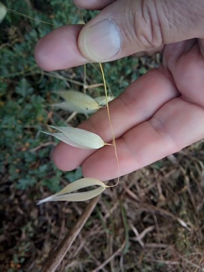 Avena sterilis, photographed by Karim Haddad