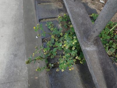 Medicago lupulina, photographed by Daniel Cahen