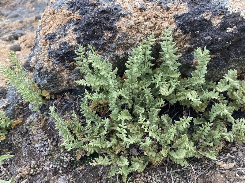Woodsia oregana, photographed by Cecelia Alexander