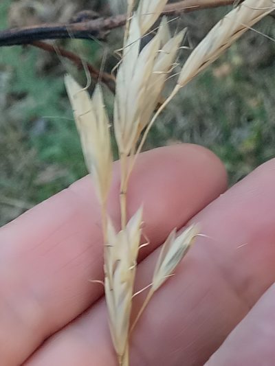 Bromus lanceolatus, photographed by Karim Haddad