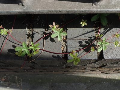 Potentilla reptans, photographed by Daniel Cahen