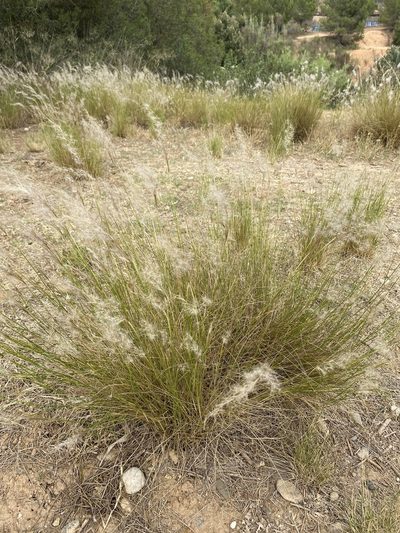Jarava plumosa, photographed by Oriol Sastre