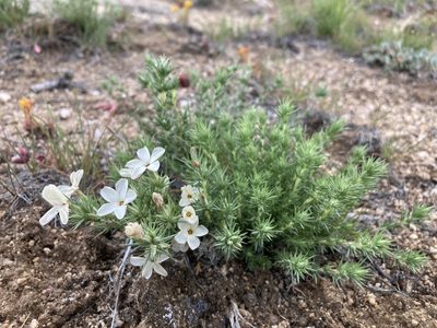 Linanthus pungens