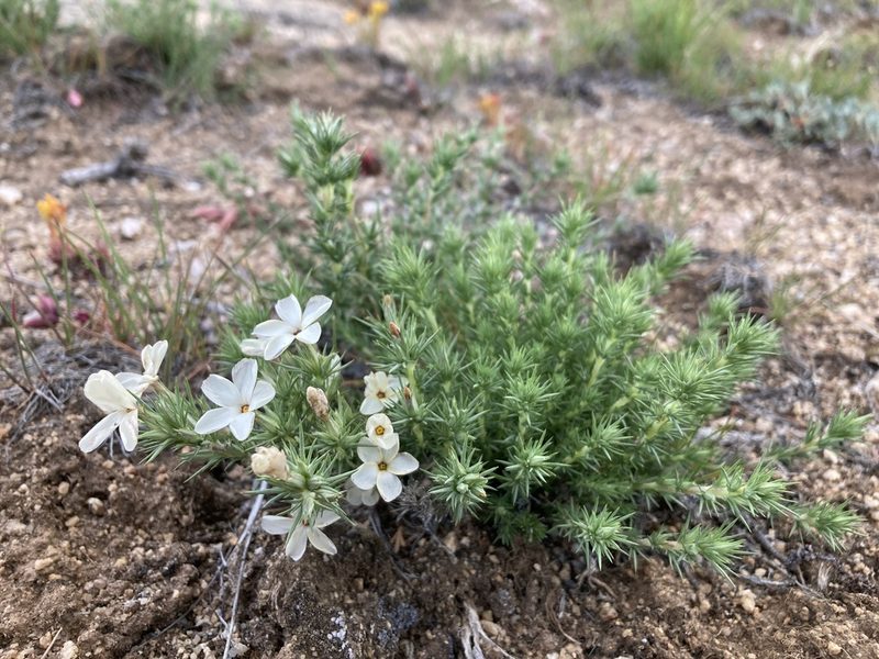 Linanthus pungens, photographed by Cecelia Alexander