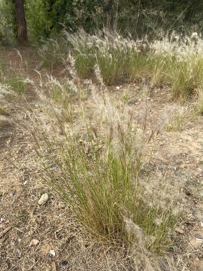 Jarava plumosa, photographed by Oriol Sastre