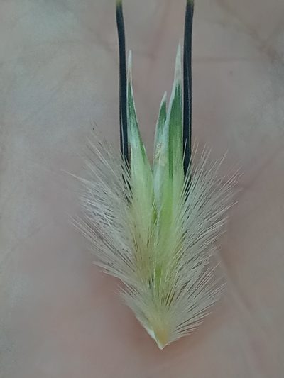Avena sterilis, photographed by Karim Haddad
