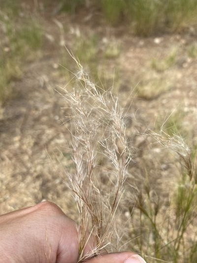 Jarava plumosa, photographed by Oriol Sastre