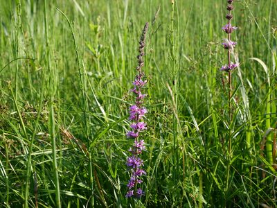 Lythrum salicaria, photographed by Wolfgang Jauch