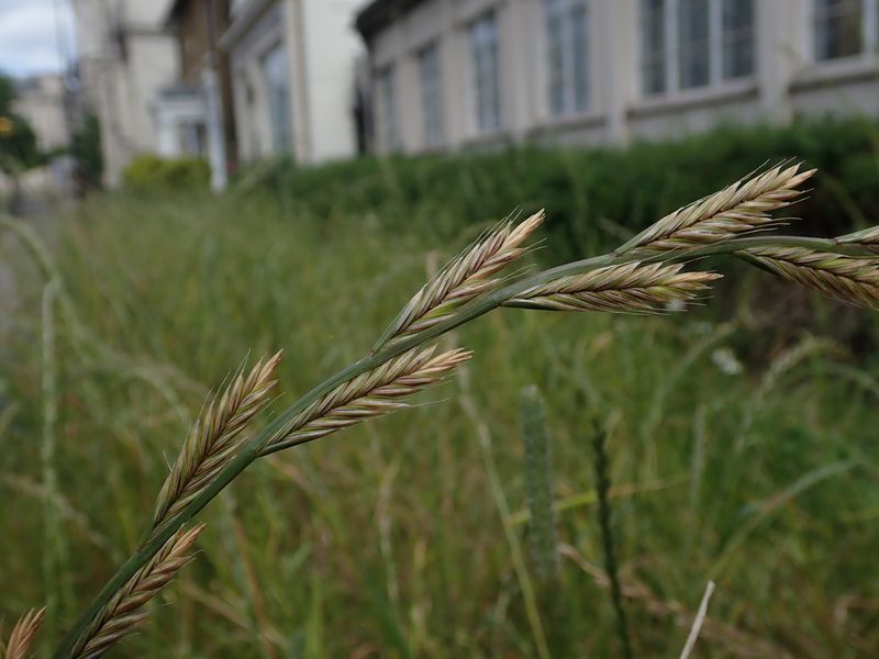 Lolium multiflorum, photographed by Daniel Cahen