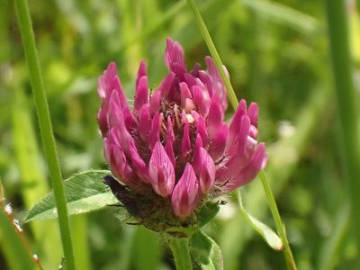 Trifolium pratense, photographed by John Lyden
