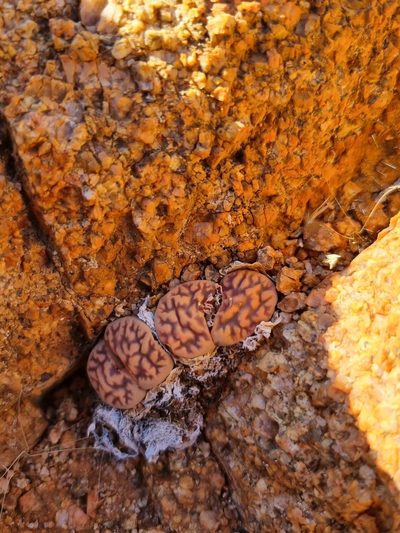 Lithops karasmontana, photographed by Marc Fradera-Soler