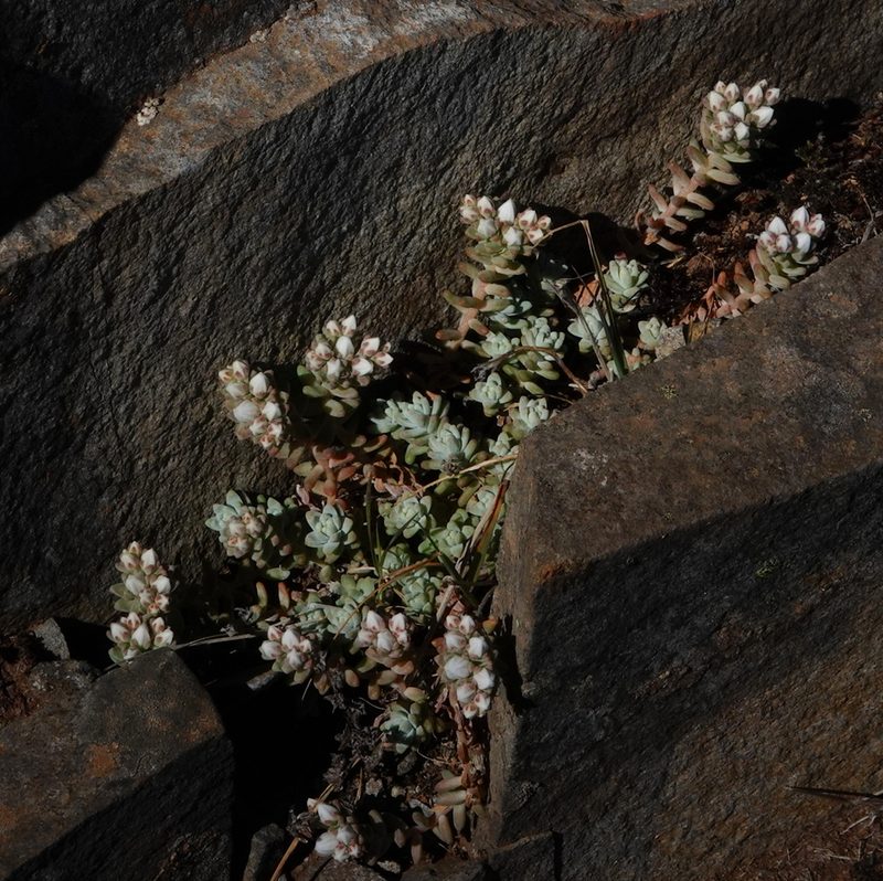 Sedum farinosum, photographed by desertnaturalist