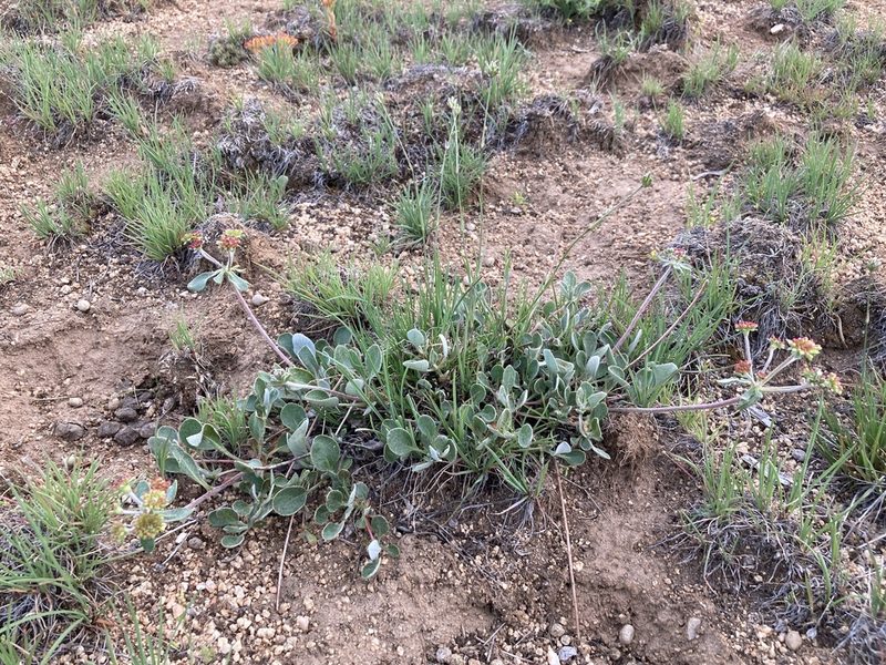 Eriogonum umbellatum, photographed by Cecelia Alexander