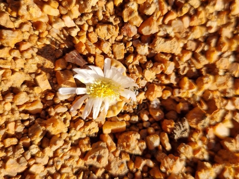 Lithops karasmontana, photographed by Marc Fradera-Soler