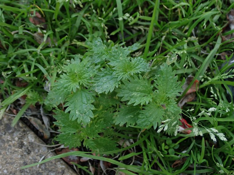 Urtica urens, photographed by Daniel Cahen