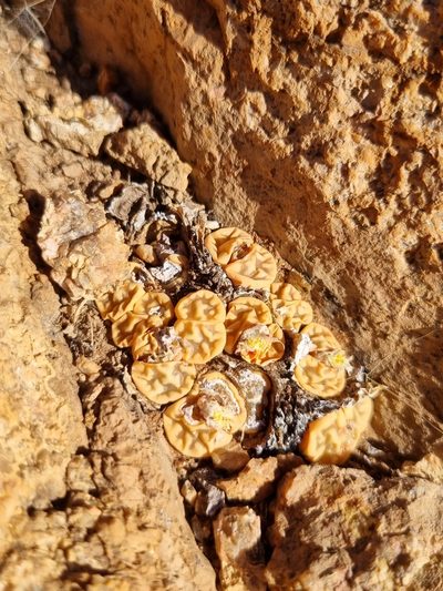 Lithops karasmontana, photographed by Marc Fradera-Soler