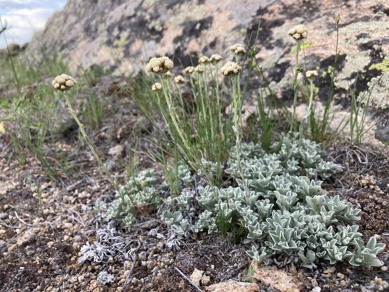 Antennaria umbrinella, photographed by Cecelia Alexander