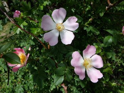 Rosa canina, photographed by Karen Fry