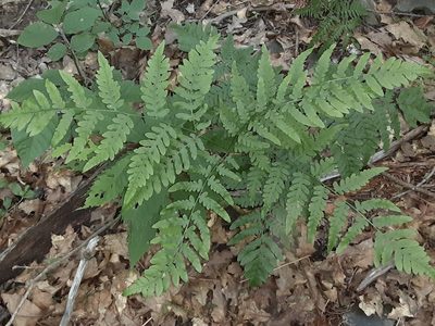 Pteridium aquilinum, photographed by Larry Jensen