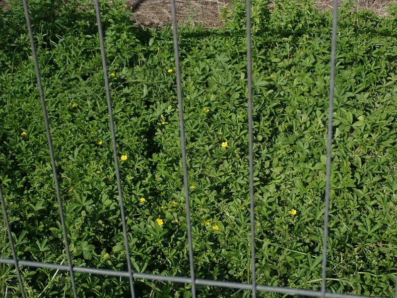 Potentilla reptans, photographed by Daniel Cahen