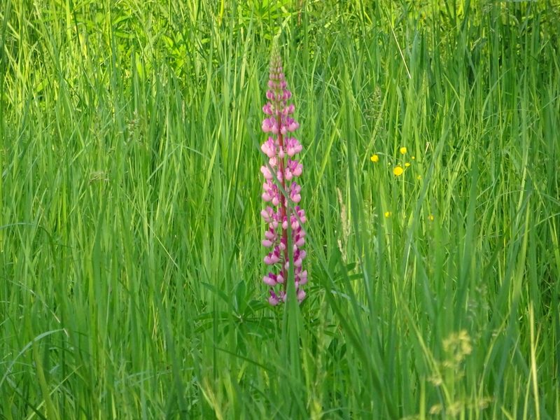 Lupinus polyphyllus, photographed by Vadim Zizov