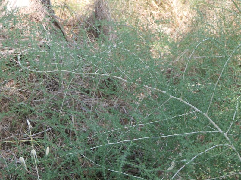 Asparagus acutifolius, photographed by Pete Bradshaw