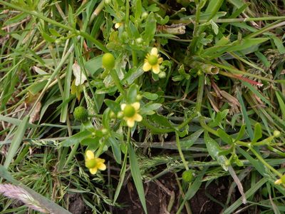 Ranunculus sceleratus, photographed by Karen Fry