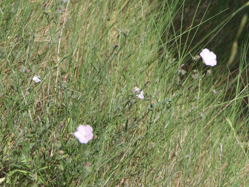 Convolvulus cantabrica, photographed by Pete Bradshaw