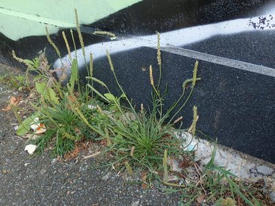 Plantago coronopus