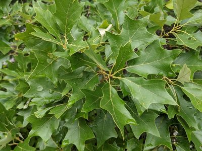 Quercus ilicifolia, photographed by Matthew Gerke
