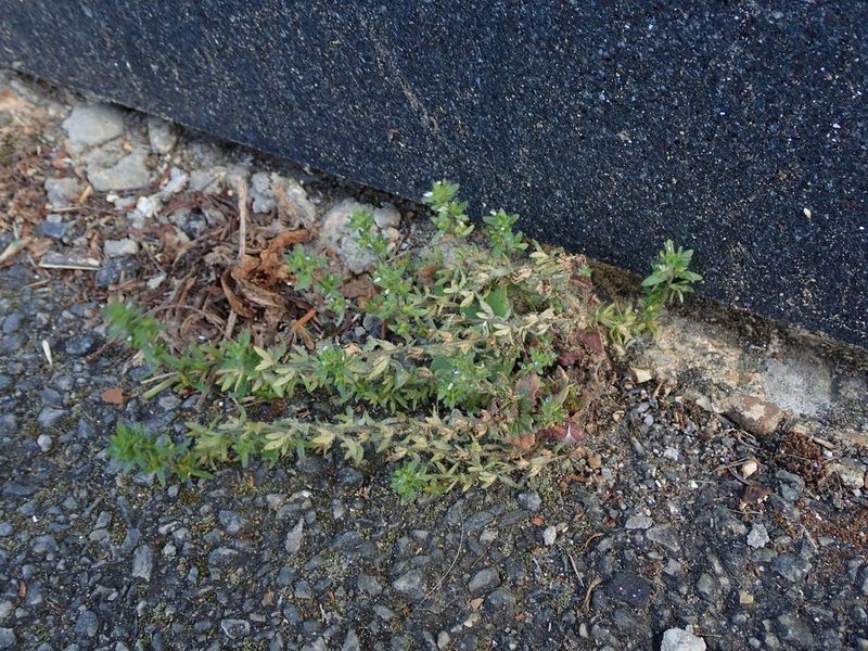 Veronica arvensis, photographed by Daniel Cahen