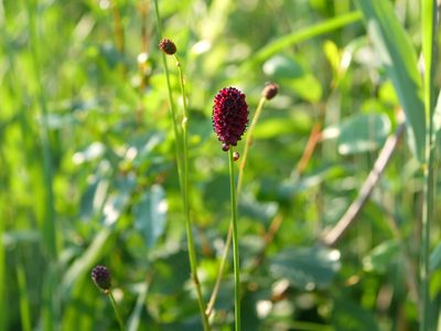 Sanguisorba officinalis, photographed by Wolfgang Jauch