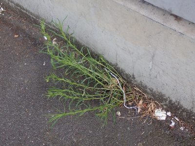 Senecio inaequidens, photographed by Daniel Cahen