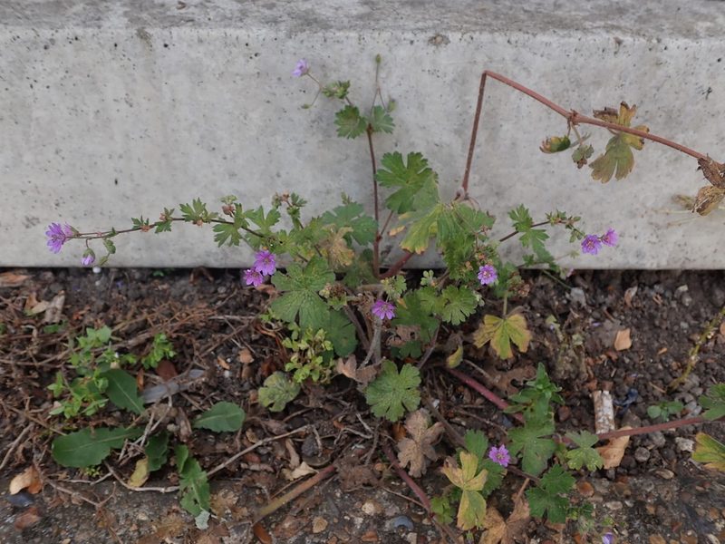 Geranium pyrenaicum, photographed by Daniel Cahen