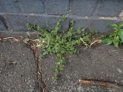Lysimachia arvensis, photographed by Daniel Cahen