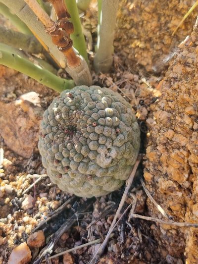 Larryleachia marlothii, photographed by Marc Fradera-Soler