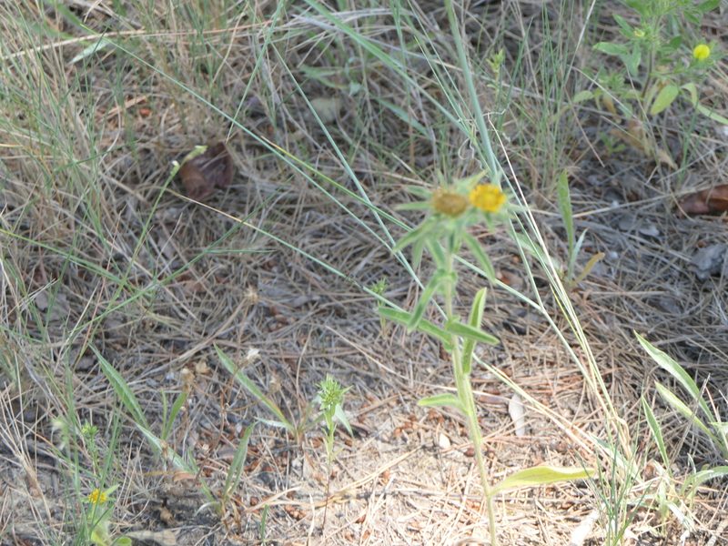 Pallenis spinosa, photographed by Pete Bradshaw