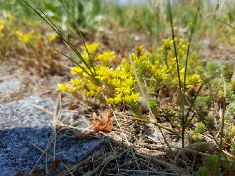 Sedum sexangulare, photographed by Mykola Borysenko