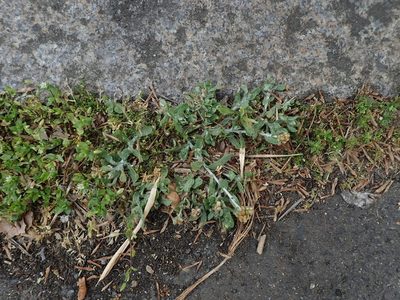 Laphangium luteoalbum, photographed by Daniel Cahen