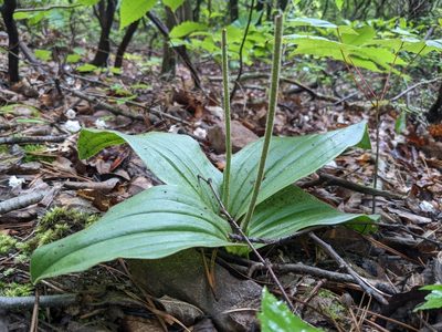 Cypripedium acaule, photographed by Matthew Gerke