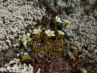 Diapensia lapponica